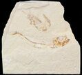 Cretaceous Fossil Shrimp & Fish - Lebanon #48564-1